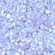 Formalin-fixed, paraffin-embedded human Tonsil stained with CD43 Monoclonal Antibody (SPN/194).