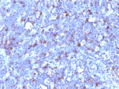 Formalin-fixed, paraffin-embedded human Tonsil stained with CD43 Monoclonal Antibody (SPN/194).