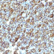 Formalin-fixed, paraffin-embedded Rat Pancreas stained with Spectrin beta III Monoclonal Antibody (SPTBN2/1247).