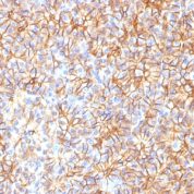 Formalin-fixed, paraffin-embedded Rat Pancreas stained with Spectrin beta III Monoclonal Antibody (SPTBN2/1584).