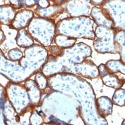 Formalin-fixed, paraffin-embedded Human Placenta stained with CD71 Monoclonal Antibody (TFRC/1817).