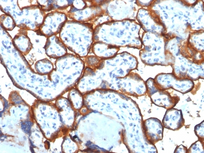 Formalin-fixed, paraffin-embedded Human Placenta stained with CD71 Monoclonal Antibody (TFRC/1817).