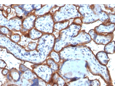 Formalin-fixed, paraffin-embedded Human Placenta stained with CD71 Monoclonal Antibody (TFRC/1818).