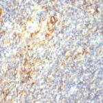 Formalin-fixed, paraffin-embedded human Placenta stained with Transglutaminase II Monoclonal Antibody (TGM2/419)