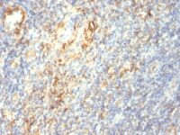 Formalin-fixed, paraffin-embedded human Placenta stained with Transglutaminase II Monoclonal Antibody (TGM2/419)