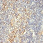 Formalin-fixed, paraffin-embedded human Tonsil stained with Transglutaminase II Monoclonal Antibody (SPM592)