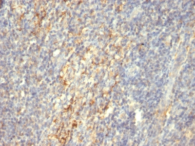 Formalin-fixed, paraffin-embedded human Tonsil stained with Transglutaminase II Monoclonal Antibody (SPM592)