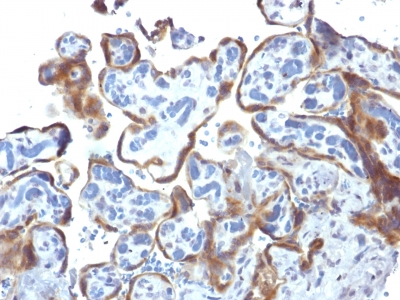 Formalin-fixed, paraffin-embedded human Placenta stained with TIMP2 Monoclonal Antibody (3A4).