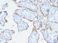 Formalin-fixed, paraffin-embedded human Placenta stained with TIMP2 Monoclonal Antibody (SPM356).