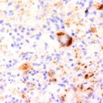 Formalin-fixed, paraffin-embedded Rat Pancreas stained with TNF alpha Monoclonal Antibody (TNF76)