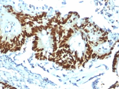Western blot analysis of Hela cell lysate using p53 Recombinant Rabbit Monoclonal Antibody (TP53/1799R).