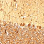 Formalin-fixed, paraffin-embedded Rat Cerebellum stained with Pgp9.5 / UchL1 Monoclonal Antibody (SPM574).