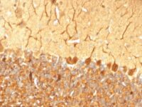 Formalin-fixed, paraffin-embedded Rat Cerebellum stained with Pgp9.5 / UchL1 Monoclonal Antibody (SPM574).