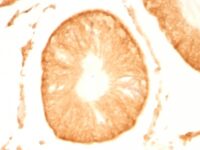 Formalin-fixed, paraffin-embedded Rat Cerebellum stained with Pgp9.5 Monoclonal Antibody (UCHL1/775).