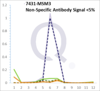 Analysis of Mass Spec data (dashed-line) of fractions stained with Vimentin MS-QAVA™ monoclonal antibody [Clone: VM1170] (solid-line), reveals that less than 4.5% of signal is attributable to non-specific binding of anti-Vimentin [Clone VM1170] to targets other than VIM protein. Even frequently cited antibodies have much greater non-specific interactions, averaging over 30%. Data in image is from analysis in Jurkat, U202 and HeLa cells.