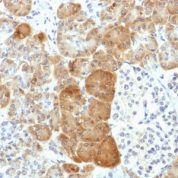 Formalin-fixed, paraffin-embedded human Pancreas stained with VLDL-Receptor Monoclonal Antibody (VLDLR/1337).