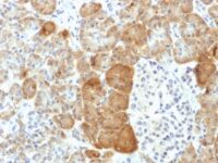 Formalin-fixed, paraffin-embedded human Pancreas stained with VLDL-Receptor Monoclonal Antibody (VLDLR/1337).