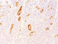 Formalin-fixed, paraffin-embedded human Tonsil stained with vWF Monoclonal Antibody (3E2D1)