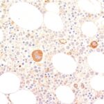 Formalin-fixed, paraffin-embedded human Tonsil stained with vWF Monoclonal Antibody (VWF635)