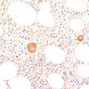 Formalin-fixed, paraffin-embedded human Tonsil stained with vWF Monoclonal Antibody (VWF635)