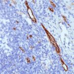 Formalin-fixed, paraffin-embedded human Tonsil stained with vWF Monoclonal Antibody (SPM577