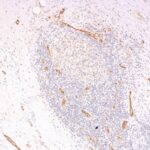 Formalin-fixed, paraffin-embedded human Tonsil stained with vWF Monoclonal Antibody (3E2D1 + VWF635)