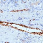 Formalin-fixed, paraffin-embedded human Tonsil stained with vWF Monoclonal Antibody (IIIE2.34)