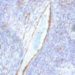 Formalin-fixed, paraffin-embedded human Tonsil stained with vWF Monoclonal Antibody (F8/86)