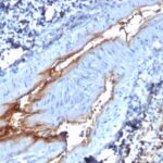 Formalin-fixed, paraffin-embedded human Spleen stained with vWF Monoclonal Antibody (VWF/1767)