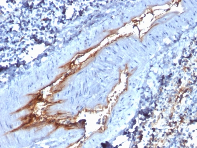 Formalin-fixed, paraffin-embedded human Spleen stained with vWF Monoclonal Antibody (VWF/1767)
