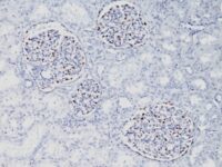 Formalin-fixed, paraffin-embedded Mouse Kidney stained with WT1 Monoclonal Antibody (WT1/857).