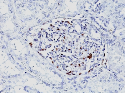 Formalin-fixed, paraffin-embedded Mouse Kidney stained with WT1 Monoclonal Antibody (WT1/857 + 6F-H2).