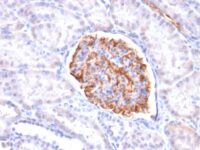 Formalin-fixed, paraffin-embedded Human Kidney stained with Wilm?s Tumor Recombinant Mouse Monoclonal Antibody (rWT1/857).