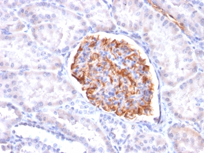 Formalin-fixed, paraffin-embedded Human Kidney stained with Wilm?s Tumor Recombinant Mouse Monoclonal Antibody (rWT1/857).