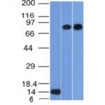 Western Blot of Recombinant, PC3 and HeLa Cell Lysates using p63 Monoclonal Antibody (TP63/1786).