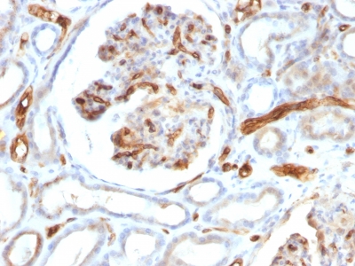 Formalin-fixed, paraffin-embedded human Kidney stained with Adiponectin Monoclonal Antibody (ADPN/137).