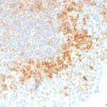 Formalin-fixed, paraffin-embedded human Tonsil stained with CD27 Monoclonal Antibody (LPFS2/1611).