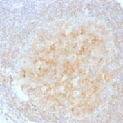 Formalin-fixed, paraffin-embedded human Tonsil stained with CD4 Monoclonal Antibody (C4/165)