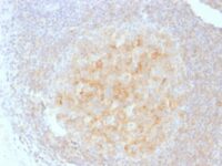 Formalin-fixed, paraffin-embedded human Tonsil stained with CD4 Monoclonal Antibody (C4/165)