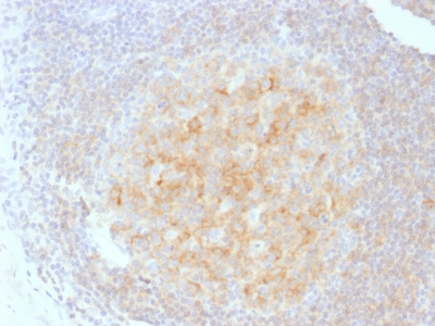 Formalin-fixed, paraffin-embedded human Tonsil stained with CD4 Monoclonal Antibody (C4/165)
