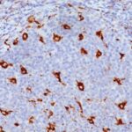 Formalin-fixed, paraffin-embedded human Tonsil stained with CD68 Monoclonal Antibody (KP1).