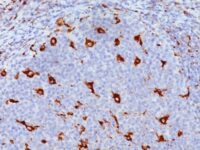 Formalin-fixed, paraffin-embedded human Tonsil stained with CD68 Monoclonal Antibody (KP1).