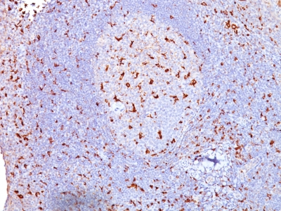 Formalin-fixed, paraffin-embedded human Tonsil stained with CD68 Monoclonal Antibody (SPM13).
