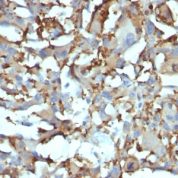 Formalin-fixed, paraffin-embedded human Tonsil stained with CD68 Monoclonal Antibody (KP1 + C68/684).