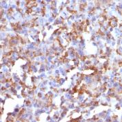 Formalin-fixed, paraffin-embedded human Tonsil stained with CD68 Monoclonal Antibody (LAMP4/824).