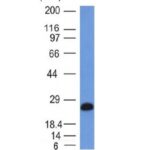 Western Blot of Ramos Cell Lysate using CD79a Monoclonal Antibody (IGA/146).