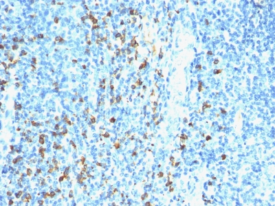 Formalin-fixed, paraffin-embedded human Tonsil stained with biotinylated Lambda Light Chain probe followed by anti-biotin Monoclonal Antibody (Hyb-8).