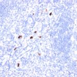 Formalin-fixed, paraffin-embedded human Tonsil stained with Myeloid Specific Monoclonal Antibody (BM-1).