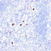 Formalin-fixed, paraffin-embedded human Tonsil stained with Myeloid Specific Monoclonal Antibody (BM-1).