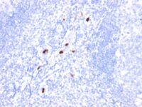 Formalin-fixed, paraffin-embedded human Tonsil stained with Myeloid Specific Monoclonal Antibody (BM-1).